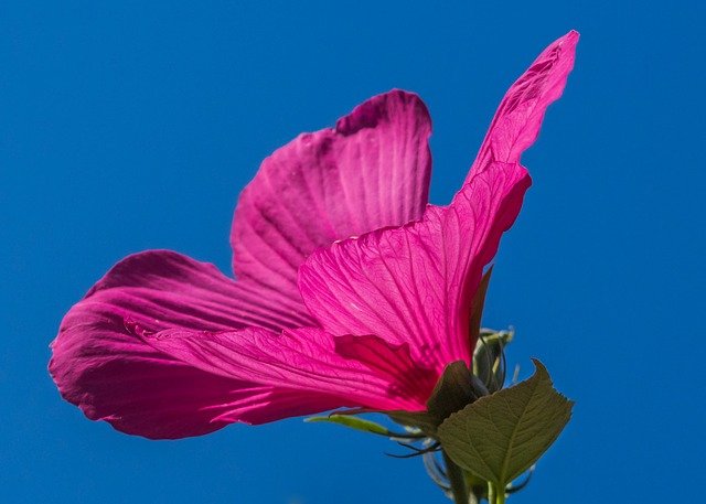 hibiskus suszony bio hurt