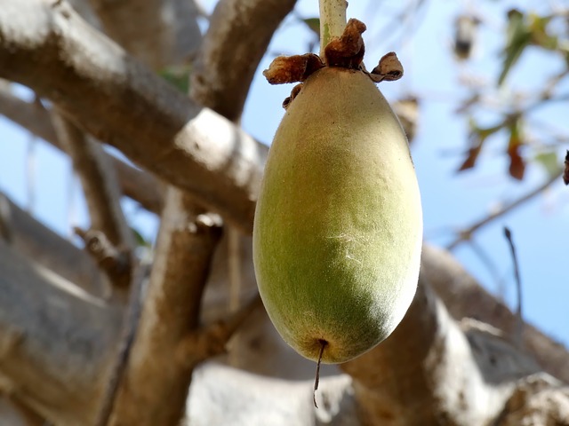 baobab bio hurt