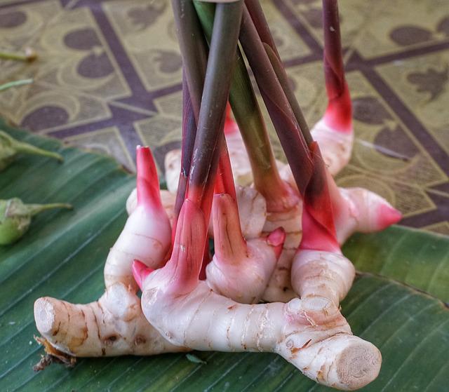 galangal bio hurt